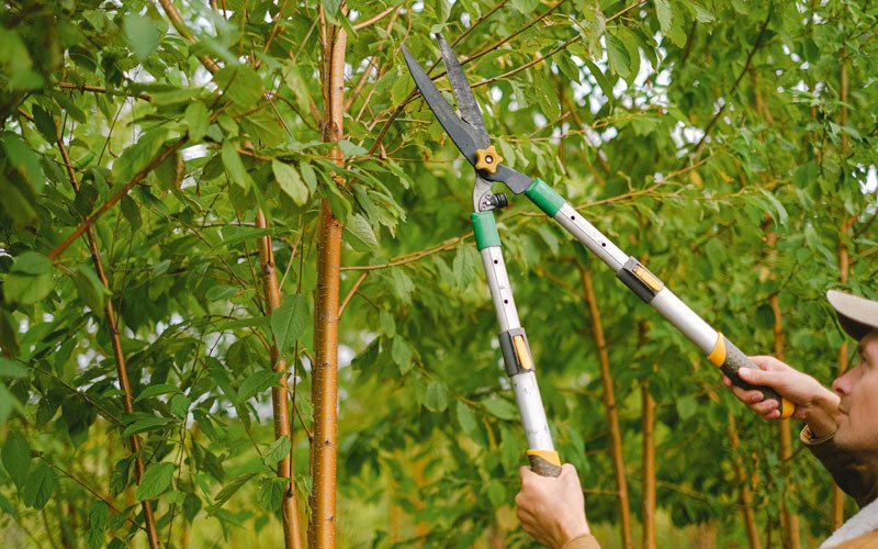 Tree trimming in Minden, NV